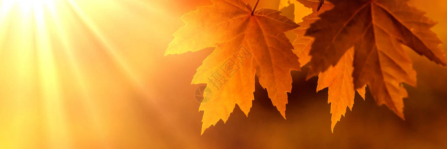 橙色秋叶与lightrays图片