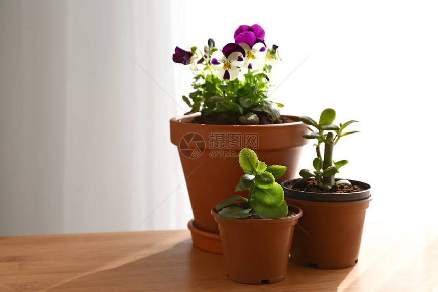 房间桌子上的盆栽植物图片