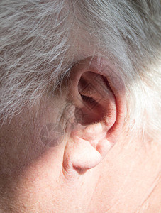 一个白头发老人的左耳背景图片