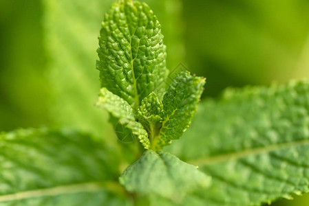 在菜园里生长的绿色薄荷植物图片