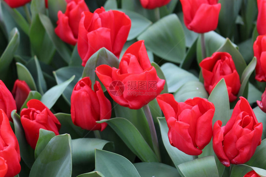 红色露天郁金香的花床荷兰的春光之夜图片