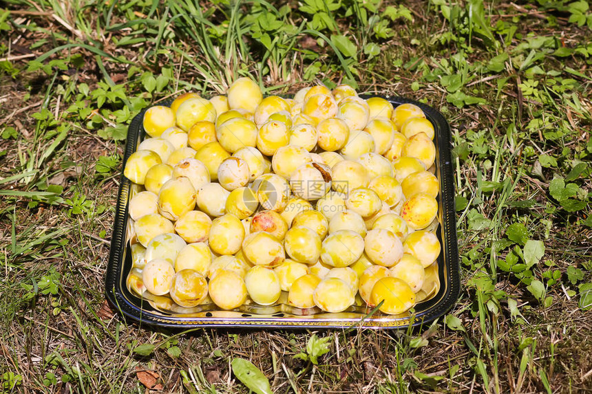 黄李新鲜的甜美成熟和过熟水果在乡村花园图片