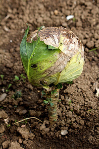 卷心菜或头卷心菜绿叶一年生蔬菜作物已经完全形成卷心菜头的形式图片
