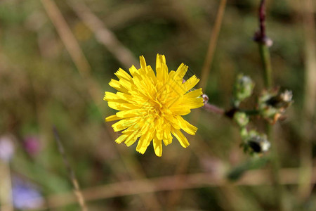 Dandelion或Taraxacum绿叶树枝和其他园林植被背景图片