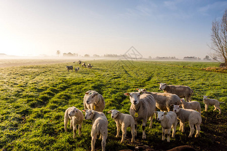 晨日在草原上与荷兰的羊群一起图片