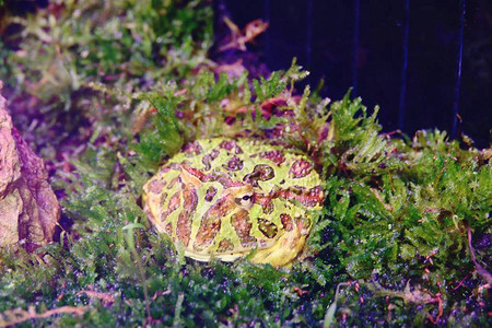水生植物中合角青蛙幼鼠图片素材