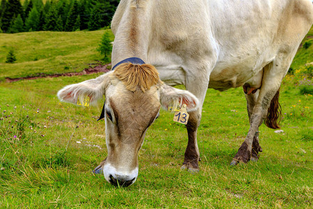 Aips草地上的牛图片