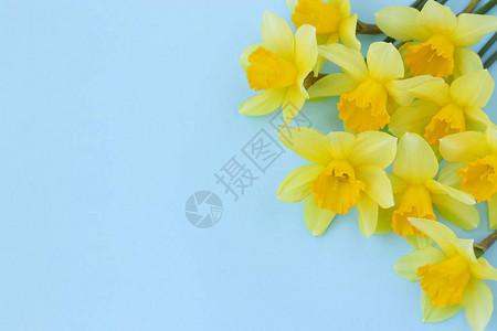 黄花水仙位于蓝色背景图片
