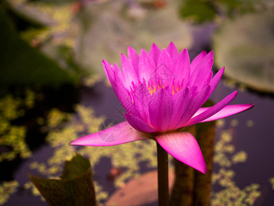 池塘中的粉红水或莲花图片