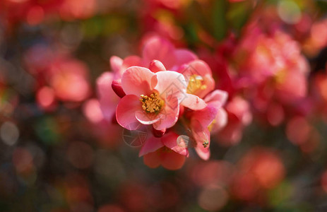 日本的红花夏美花图片