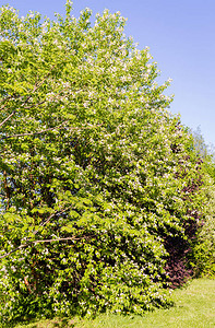 后院的大樱桃树开花的白花束图片