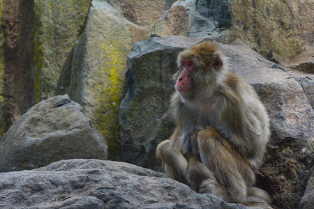 日本猕猴灵长类动物雪猴坐在岩石上图片