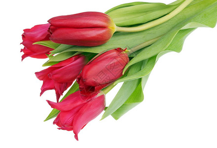 五朵真正的红色三角春月郁金香花孤立于图片