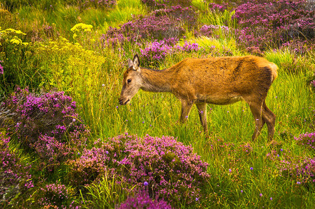 苏格兰野生景观中的雌鹿图片