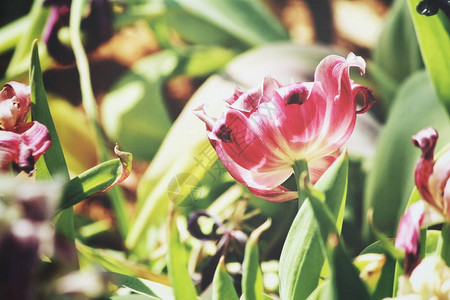 美丽的红色郁金香花图片