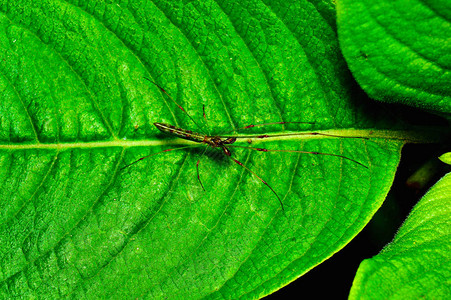 长颚蜘蛛Tetragnathaguatemalensis图片