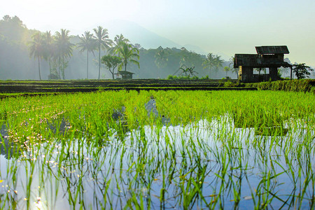 稻田的迷雾森林反射在Asia图片