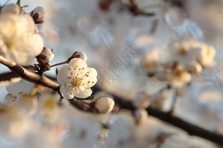 春天的花朵开在树上图片