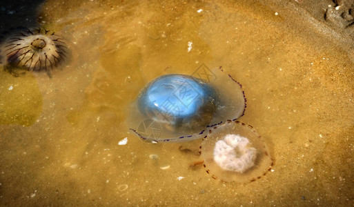 深海浅水中的蓝水母在河内草图片