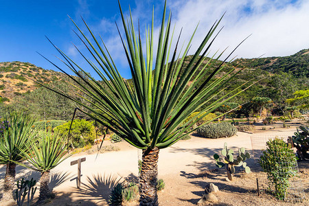 加利福尼亚州Catalina岛的Wrigley植图片