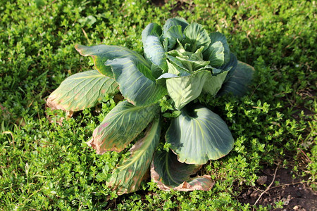 卷心菜或头卷心菜绿叶一年生蔬菜作物图片