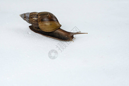 背面的大蜗牛外壳身体和蜗牛遗图片