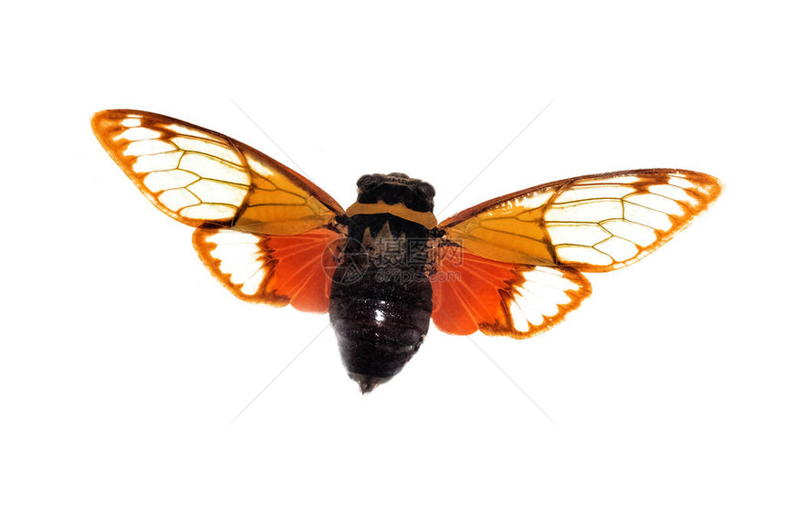 大棕色甲虫白色背景的隔离物紧闭图片
