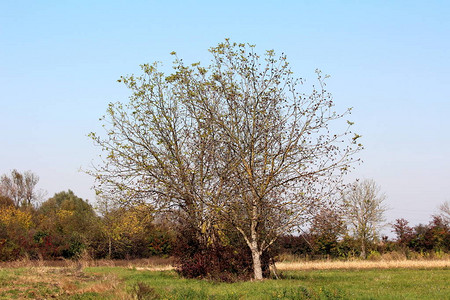 两棵部分落叶的大核桃树图片