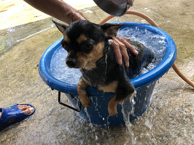 可爱的法国斗牛犬小狗和吉娃狗在小盆里洗澡图片