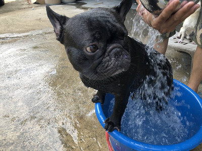 可爱的法国斗牛犬小狗和吉娃狗在小盆里洗澡图片