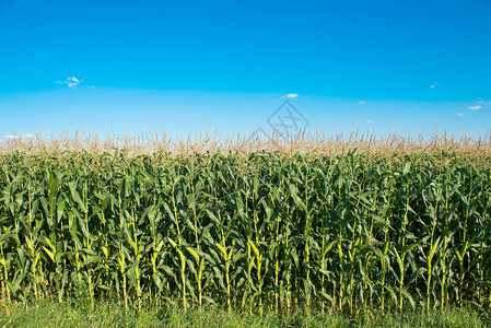 阳光明媚的日子里的绿色玉米田背景图片