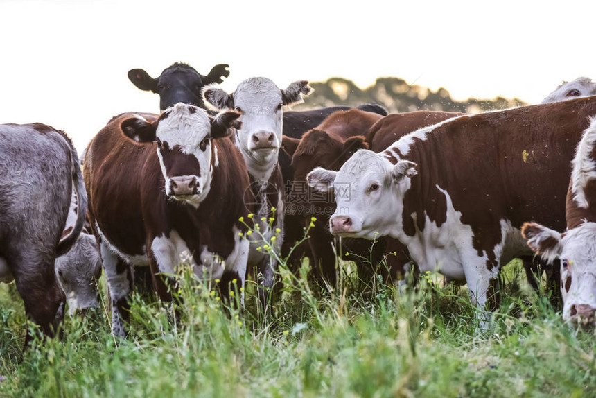 放牧的奶牛潘帕斯草原阿根廷图片