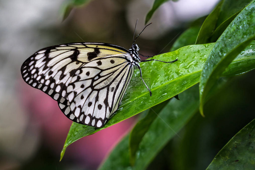 Idealeuconoe纸风筝宣纸或大树若虫以其在蝴蝶屋和活蝴蝶展览中的存在而闻名它的翼展为12至图片
