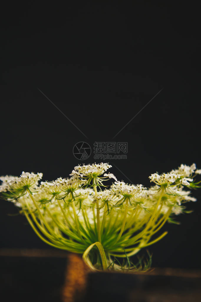 花道一束白色野花在黑色背景上的一堆木条中花木静物图片