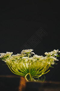 花道一束白色野花在黑色背景上的一堆木条中花木静物图片
