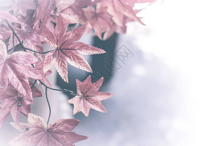 秋天的枫叶背景背景的红枫叶枫叶概念背景图片