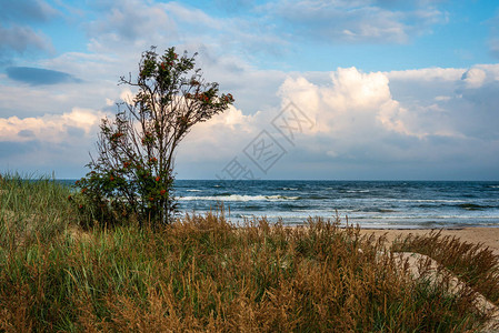 暴风雨前的空海滨沙滩上的树上图片