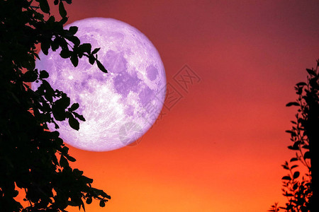 粉红色的月亮背影树和夕阳天空上的云彩图片