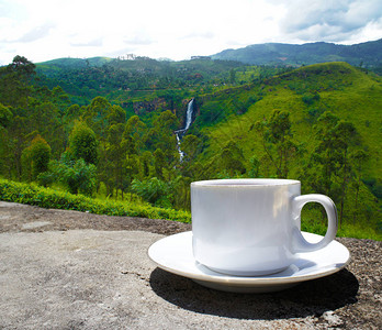 斯里兰卡茶叶山茶种植园茶图片