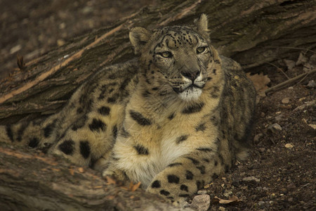 雪豹Panthera图片