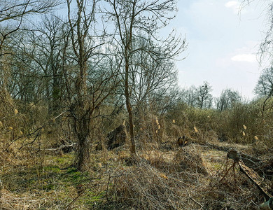森林自然公园春天的树木图片