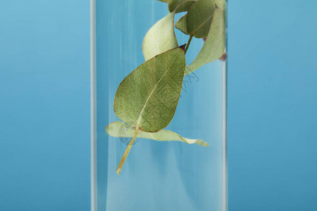紧闭有机化妆品产绿色叶子用透明瓶子图片