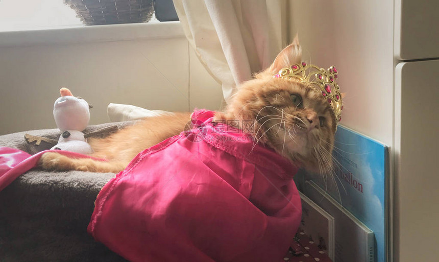 装扮成安娜公主的红公猫从冰冻的动物图片