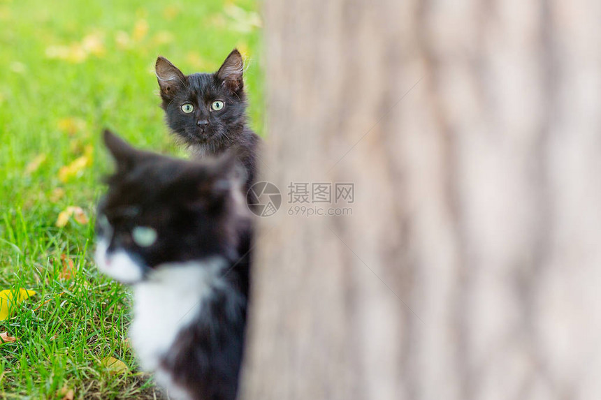 两只黑猫母猫和小猫在阳光日坐在绿草上躲图片