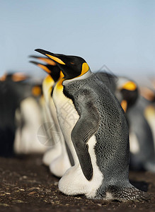 在福克兰群岛自愿点关闭一群金企鹅育种群图片
