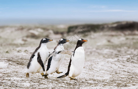 两个金图企鹅小鸡追逐母企鹅在福克兰群图片