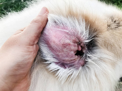 在狗身上显示二级皮肤感染情况背景图片