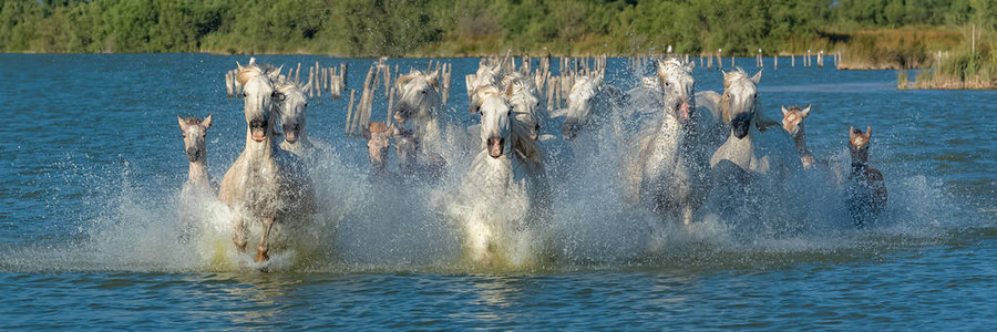 马在水中奔流美丽的图片