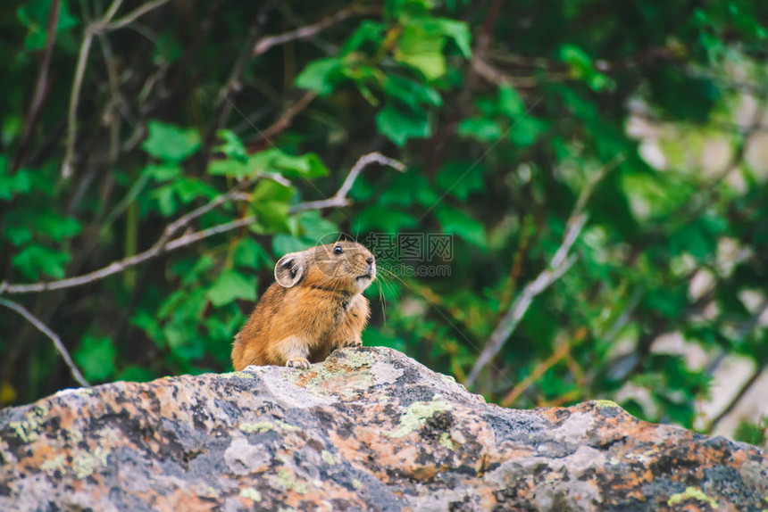 鼠兔啮齿动物在高地丰富植物中的悬崖上岩石上的好奇小动物小毛茸的可爱哺乳动物在绿色图片