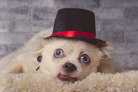 戴帽子的可爱白狗躺在地毯上小白毛茸的狗背景图片